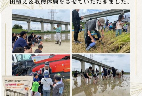 お米の収穫体験
