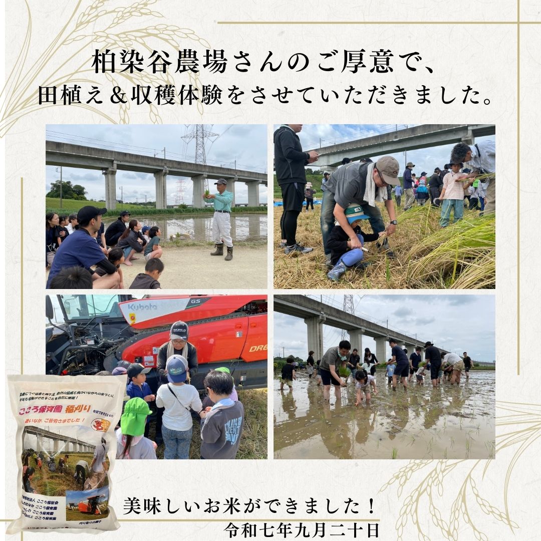 お米の収穫体験